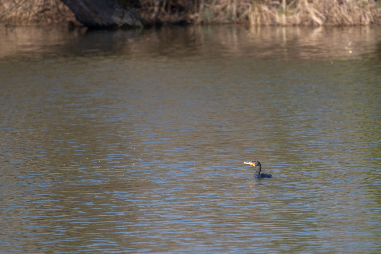 Kormoran
