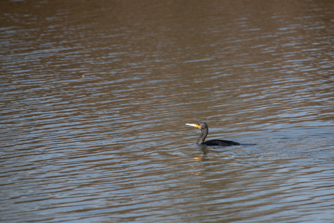 Kormoran