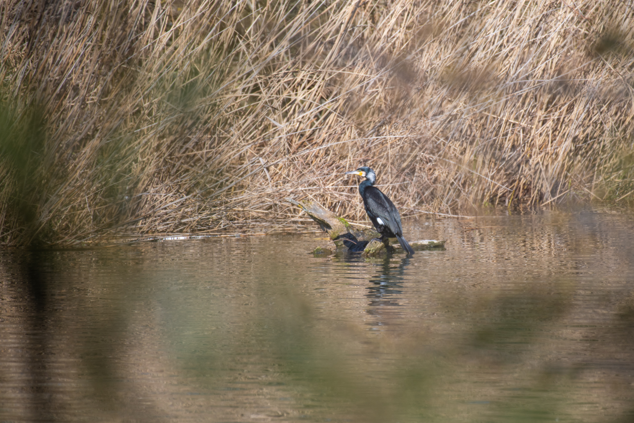 Kormoran