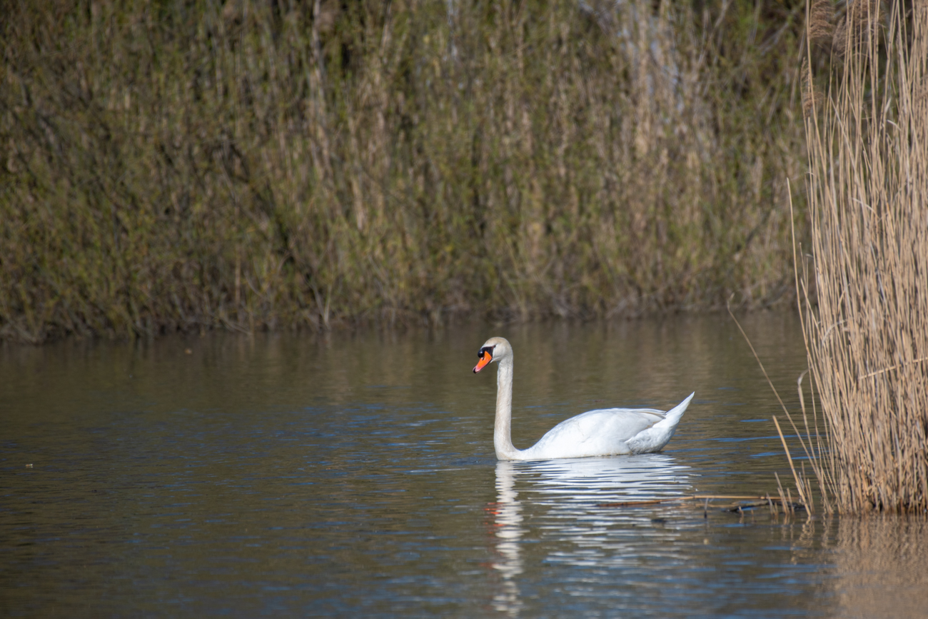 Höckerschwan