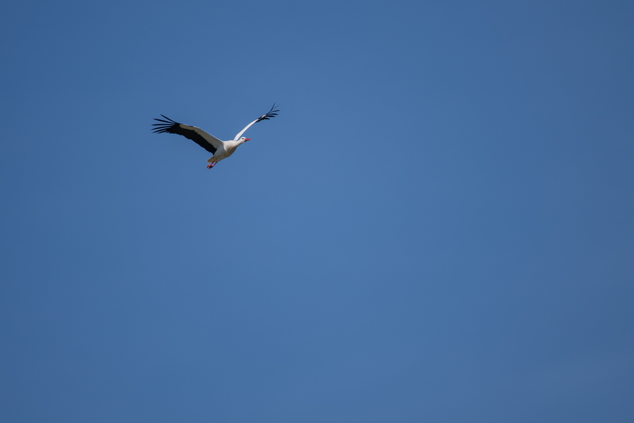Storch