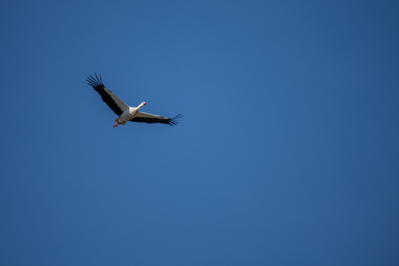 Storch