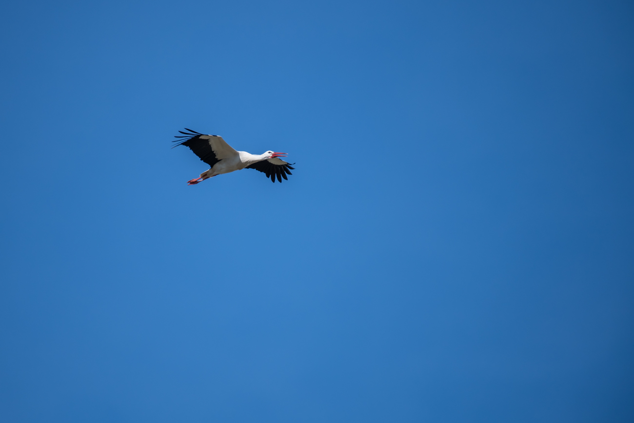 Storch