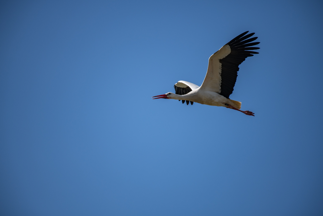 Storch