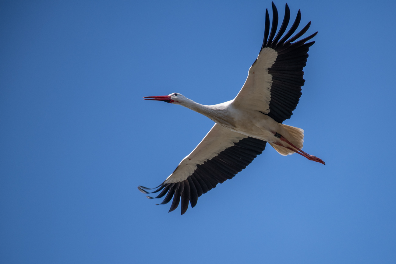 Storch