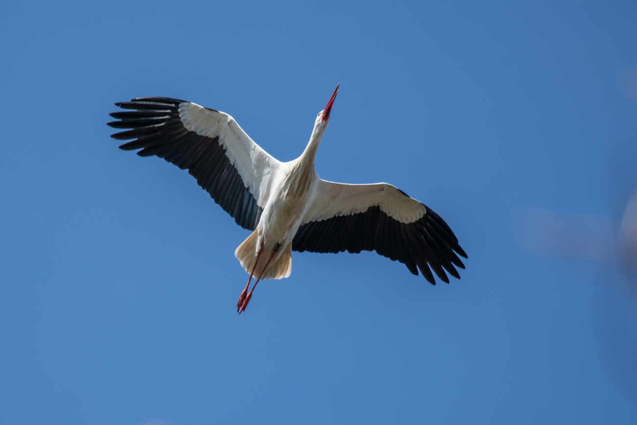Storch