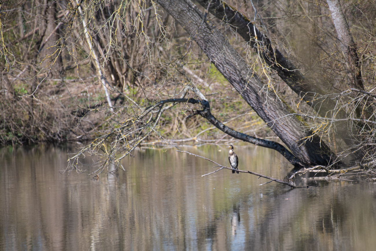 Kormoran