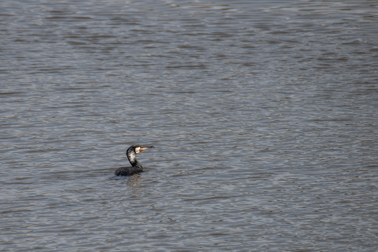 Kormoran