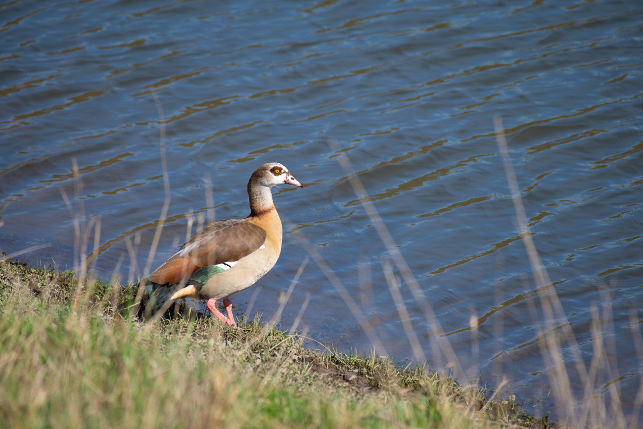 Nilgans