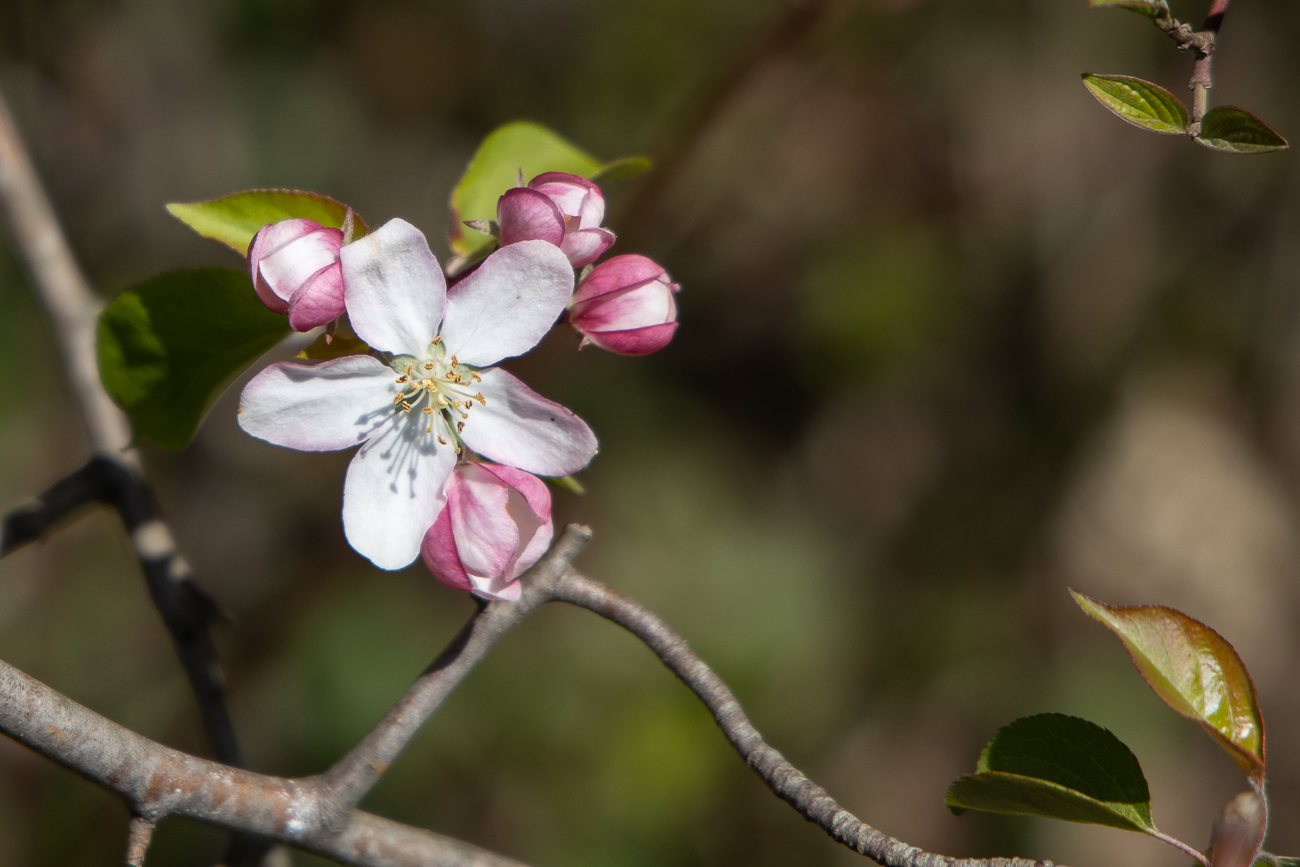 Kirschblüte