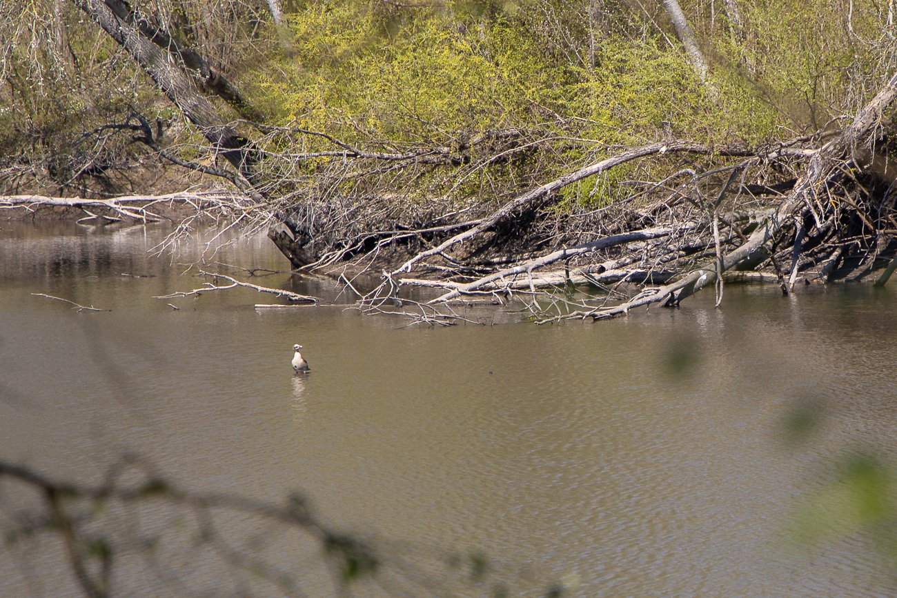Nilgans