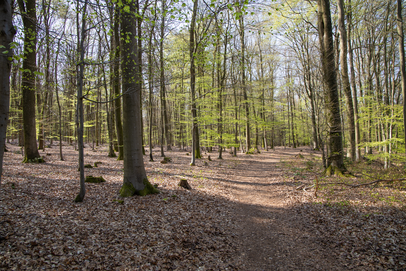 Lichter Buchenwald