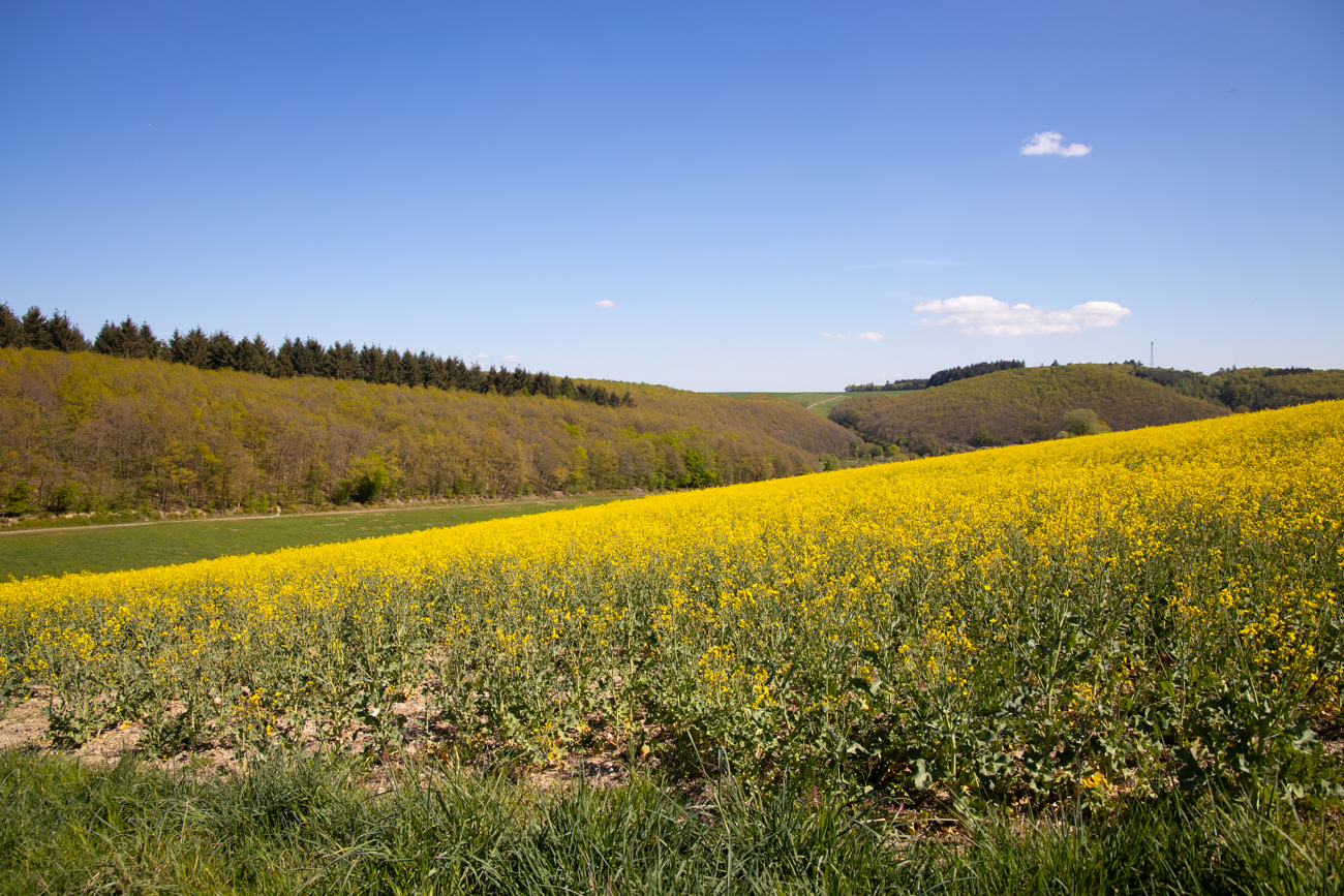 Rapsfeld
