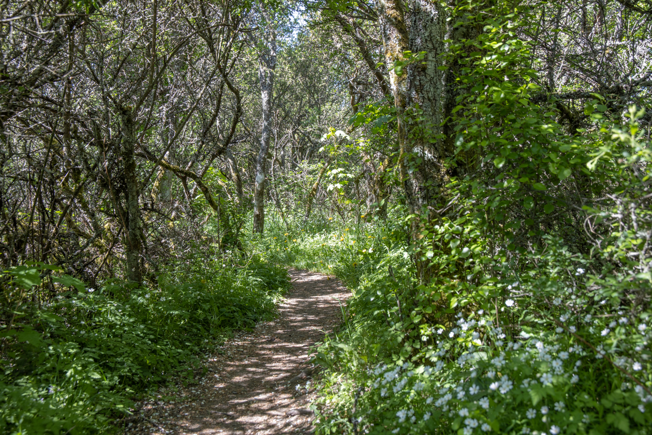 Im schattigen Wald
