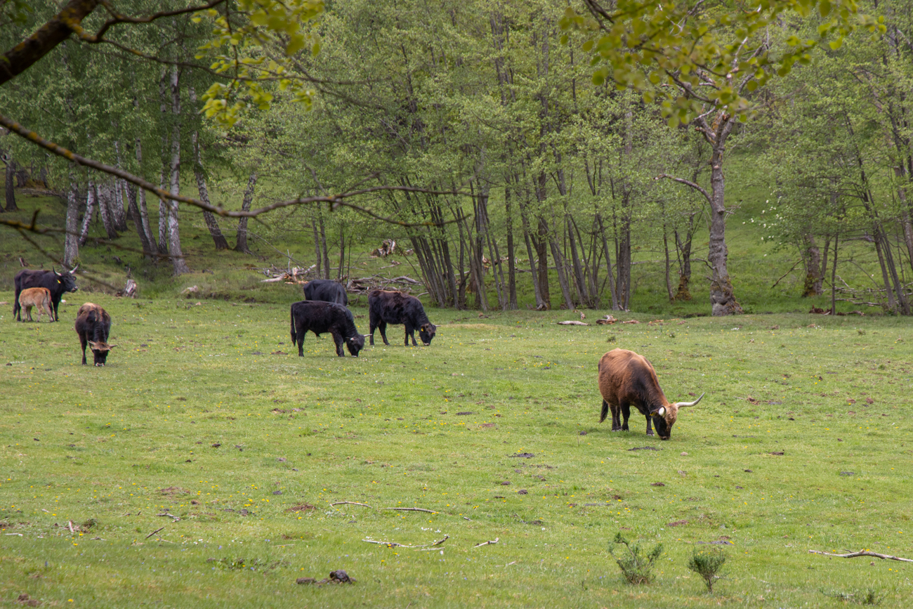 Auerochsen auf der Weide