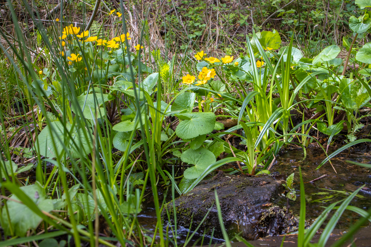 Sumpfdotterblume (Caltha palustris) ...