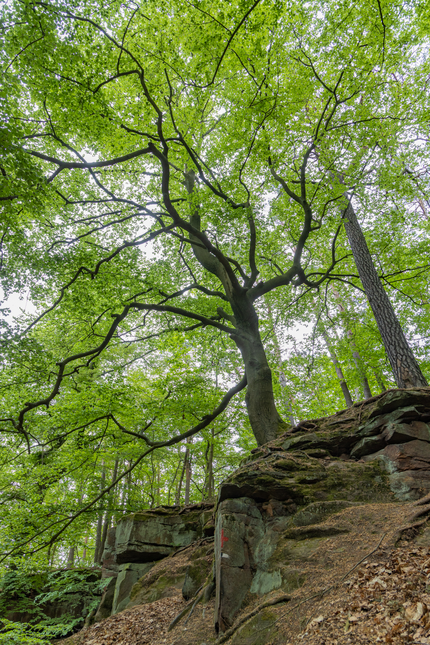 Schöner Baum