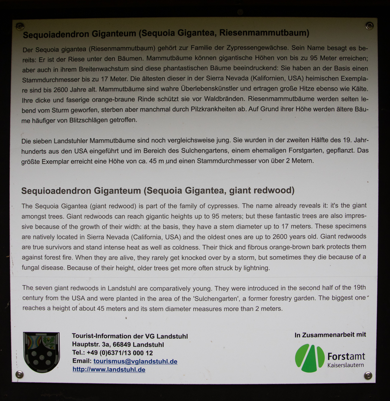 Infos zu den Riesenmammutbäumen