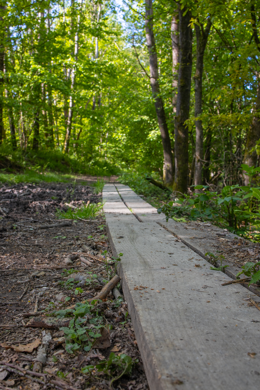Auf dem Holzweg ...