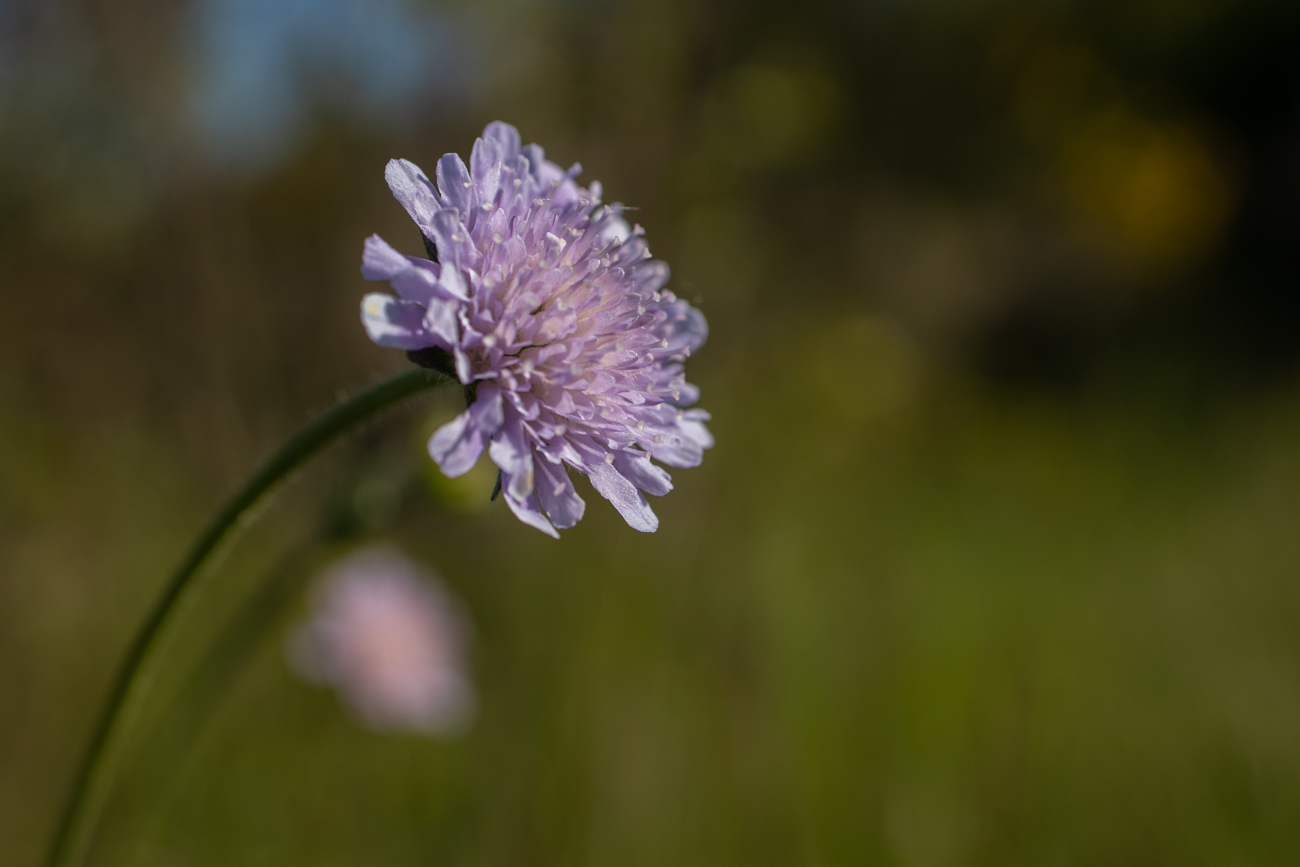 Blüte auf der Wiese