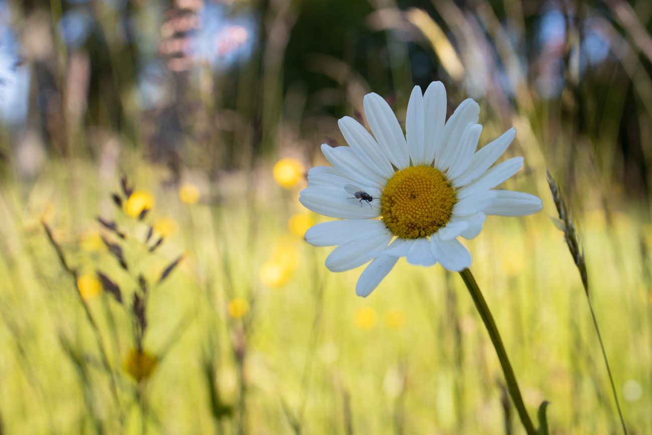 Margerite mit Gast