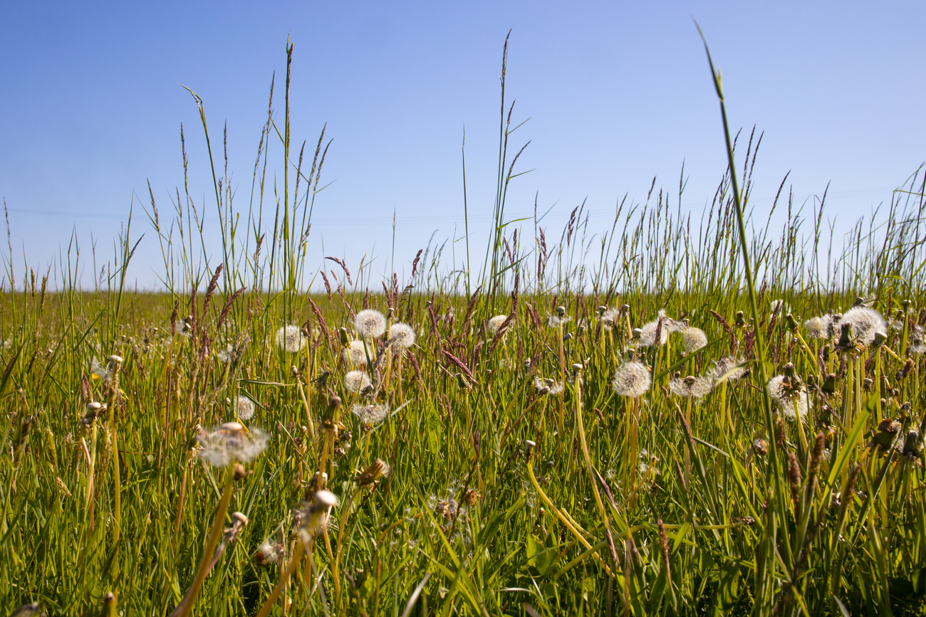 Saftige Wiese 1