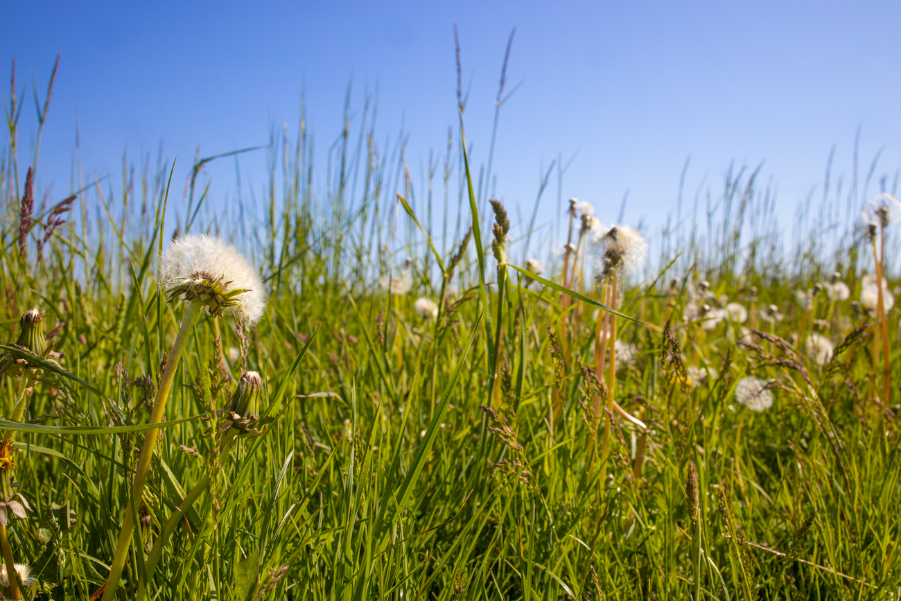 Saftige Wiese 2