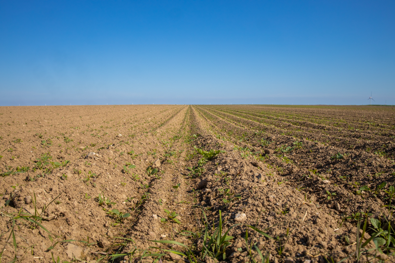 Feld bis zum Horizont