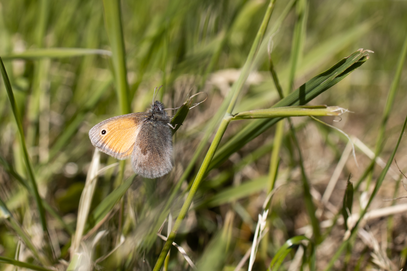 Kleines Wiesenvögelchen [Coenonhympha pamphilus]