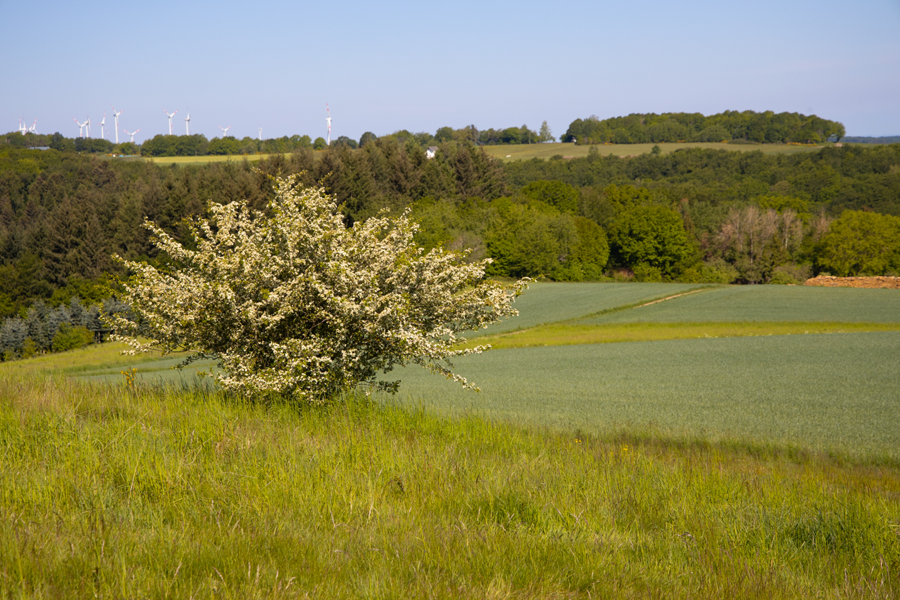 Schöner Baum zwischen den Feldern