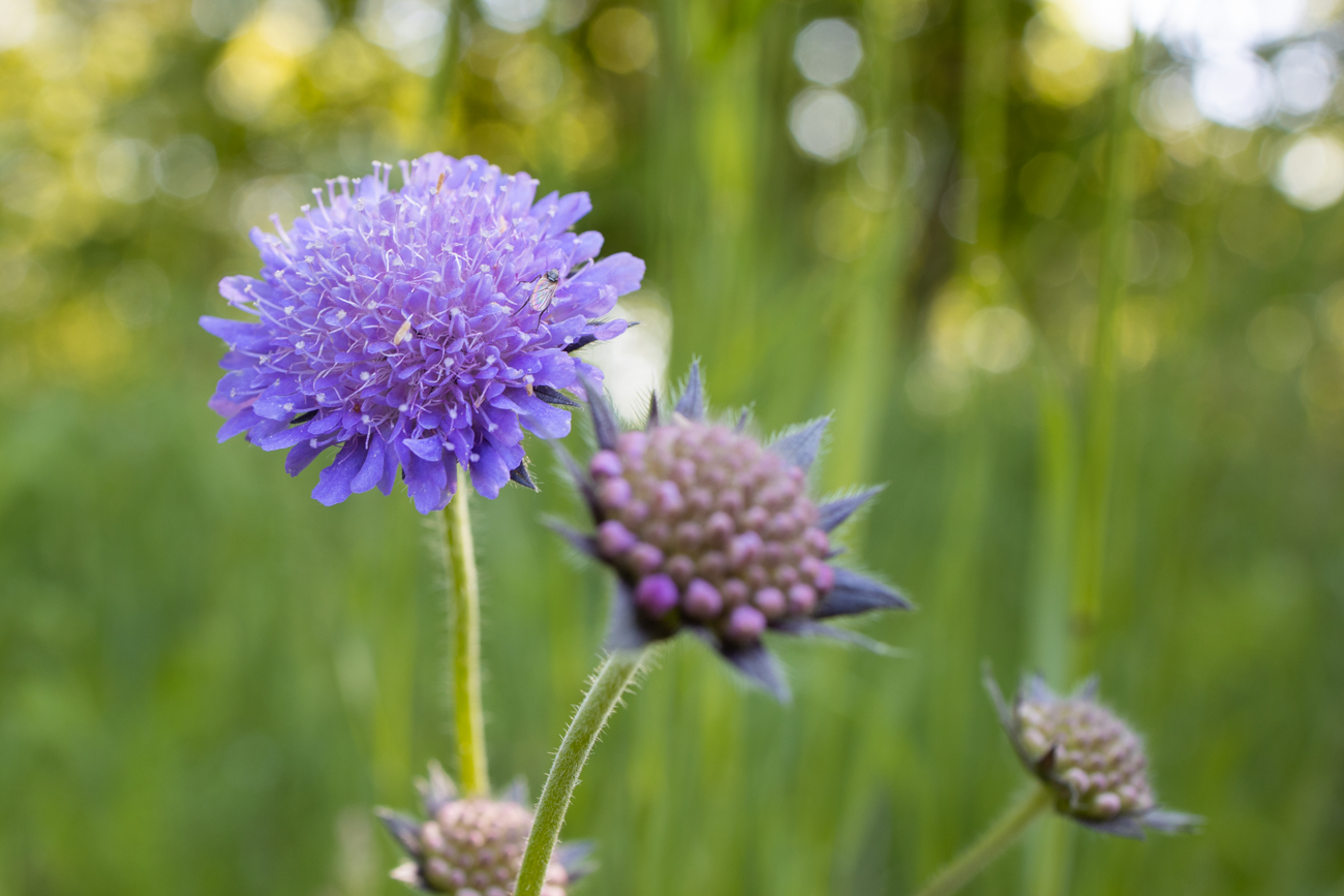 Leberbalsam [Ageratum houstonianum]