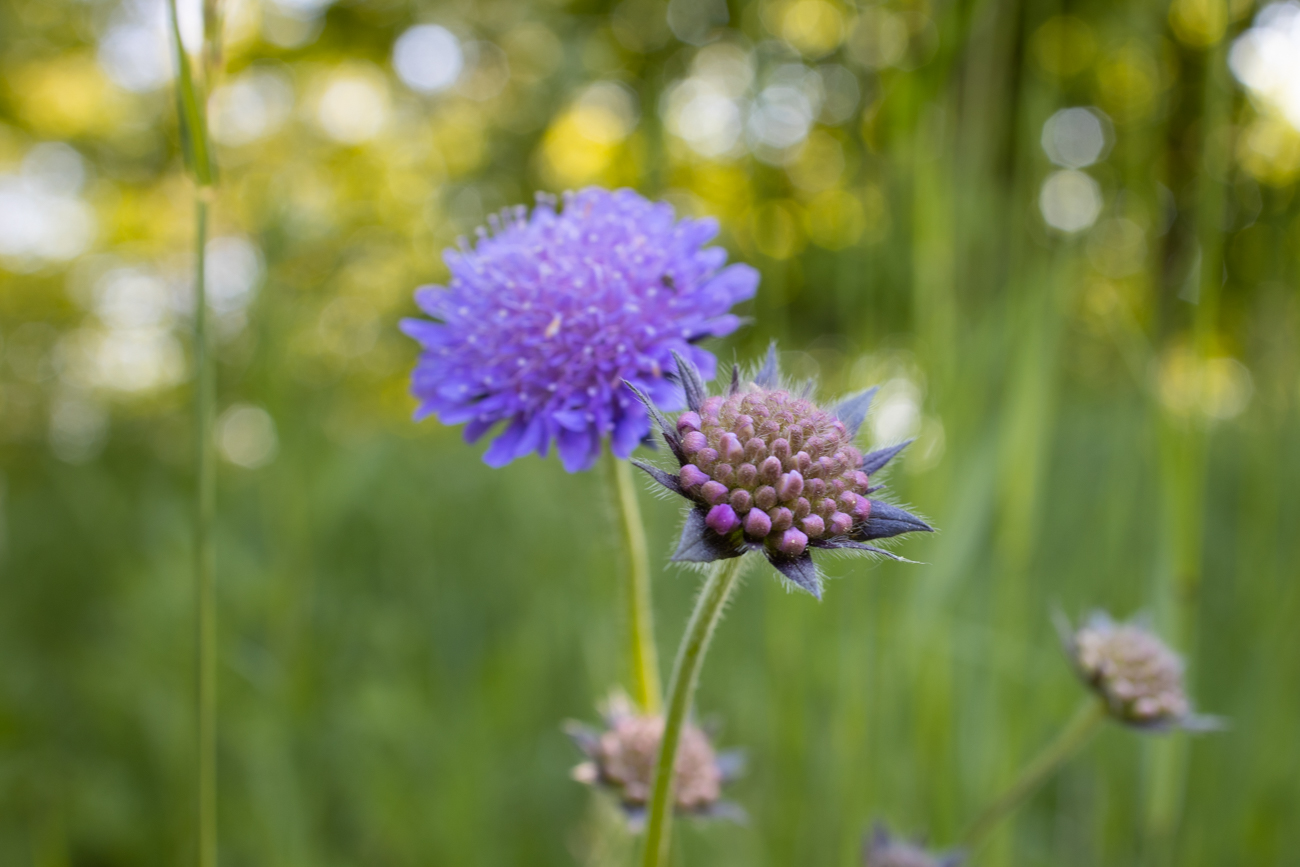 Leberbalsam [Ageratum houstonianum]