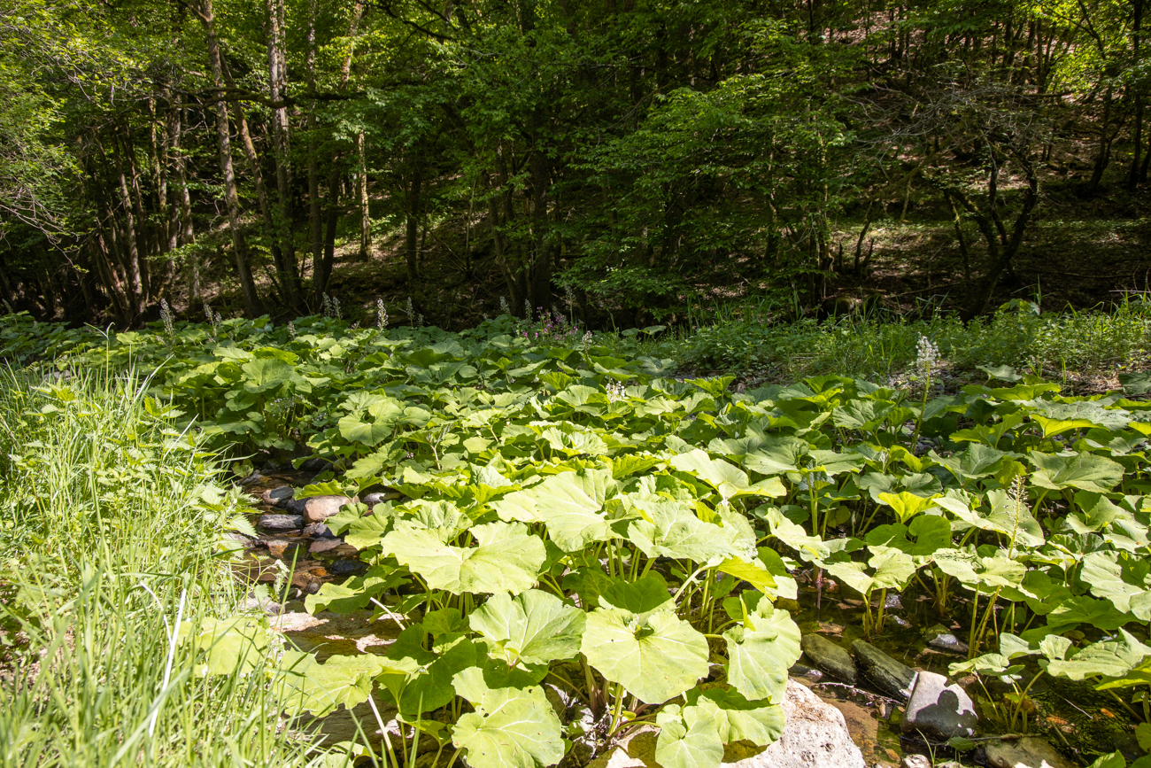 Zugewachsenes Flussbett