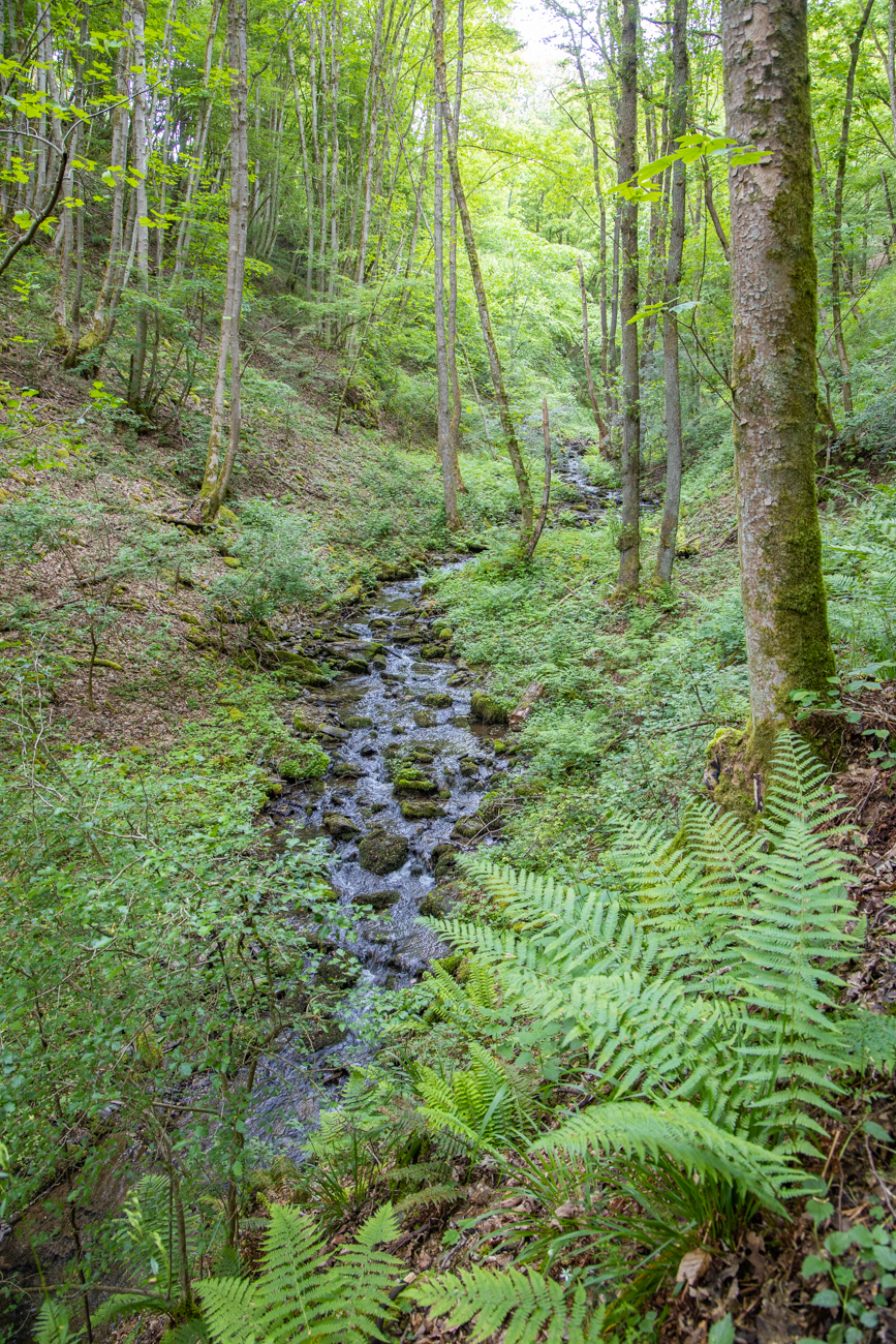 Die Hölzbachklamm