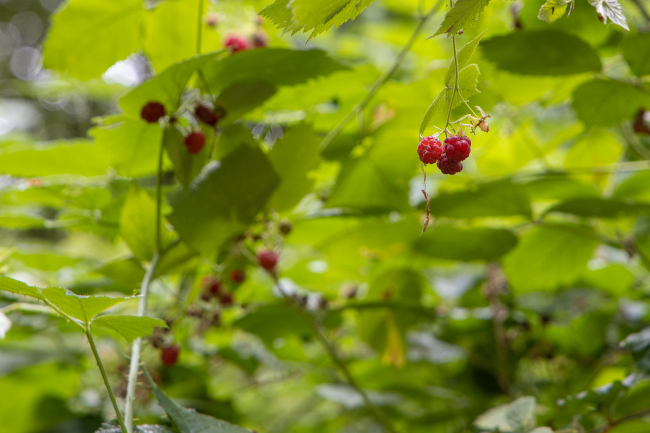 Himbeeren