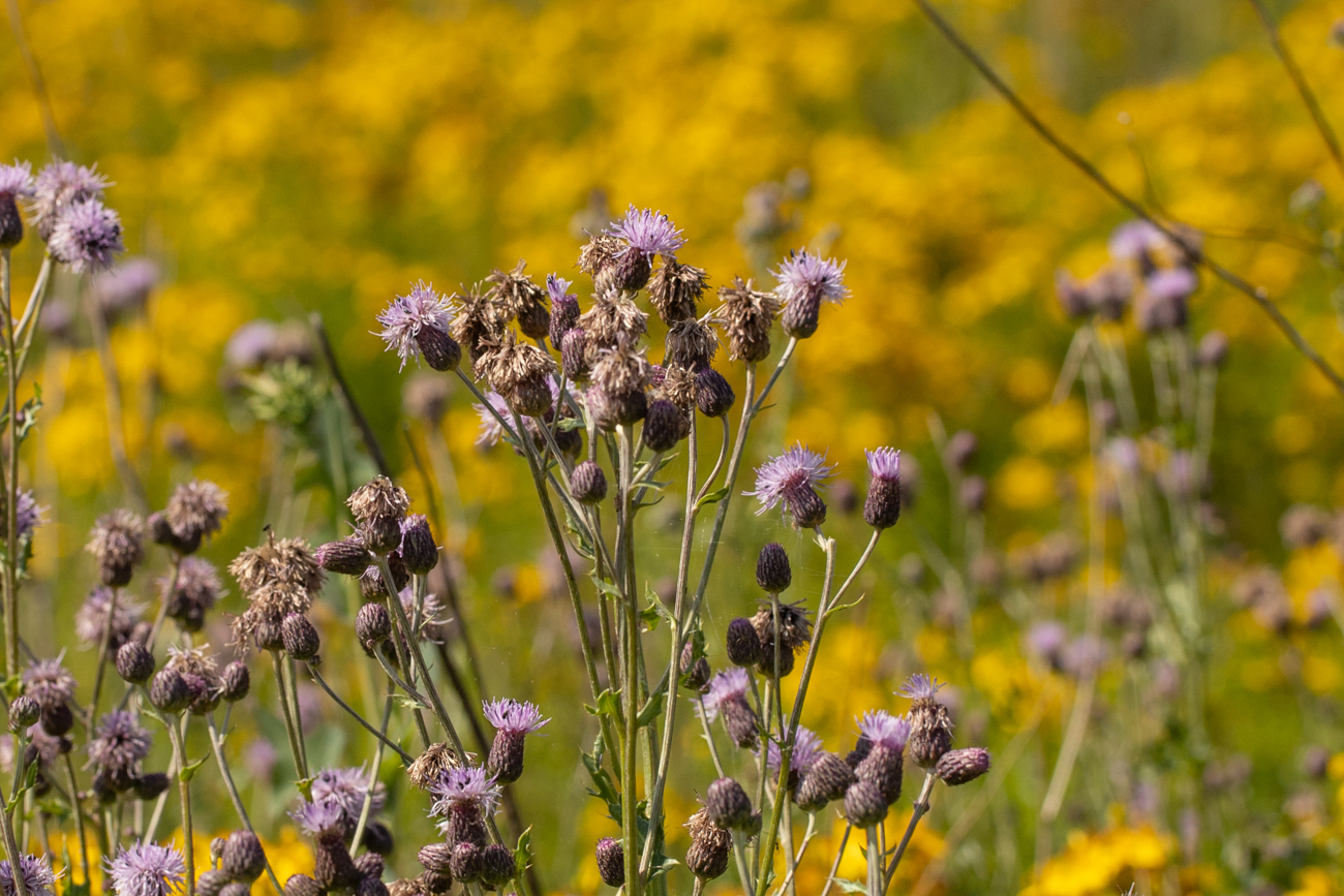 Acker-Distel [Cirsium arvense]