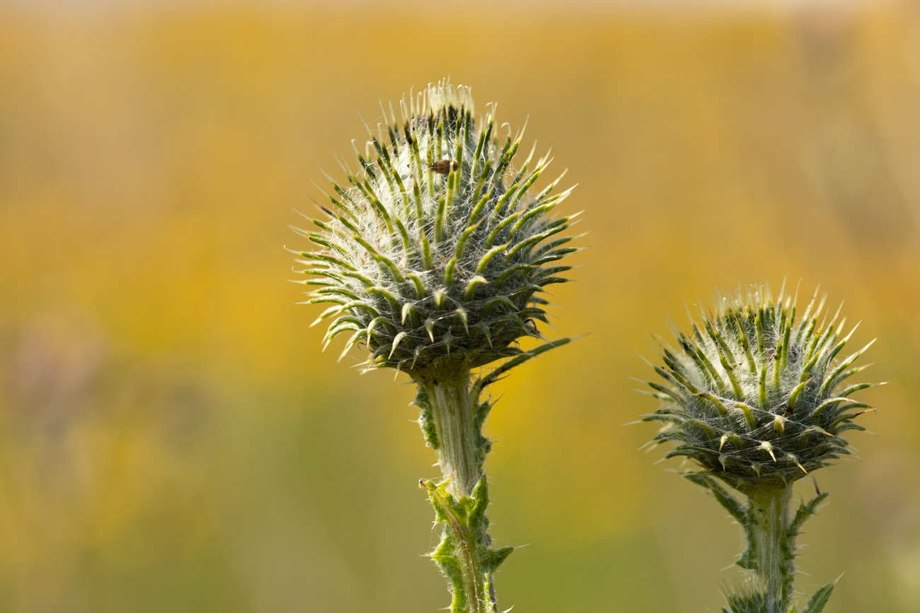 Gemeine Kratzdistel [Cirsium vulgare]