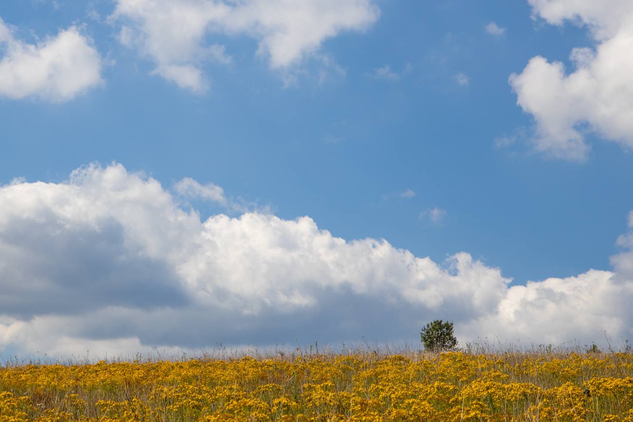 Himmel über Blumenmeer