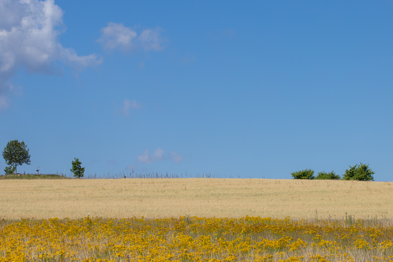 Himmel über Blumenmeer und Feld