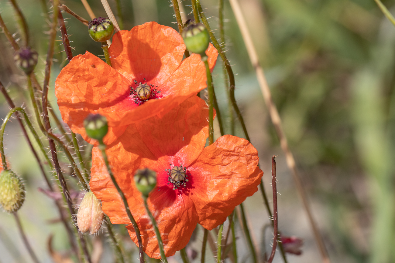 Mohn [Papaver]