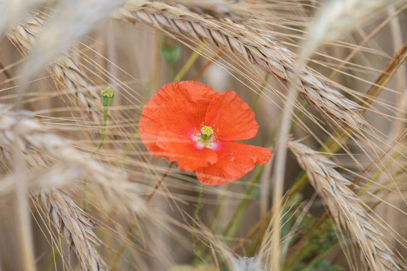 Klatschmohn [Papaver rhoeas]
