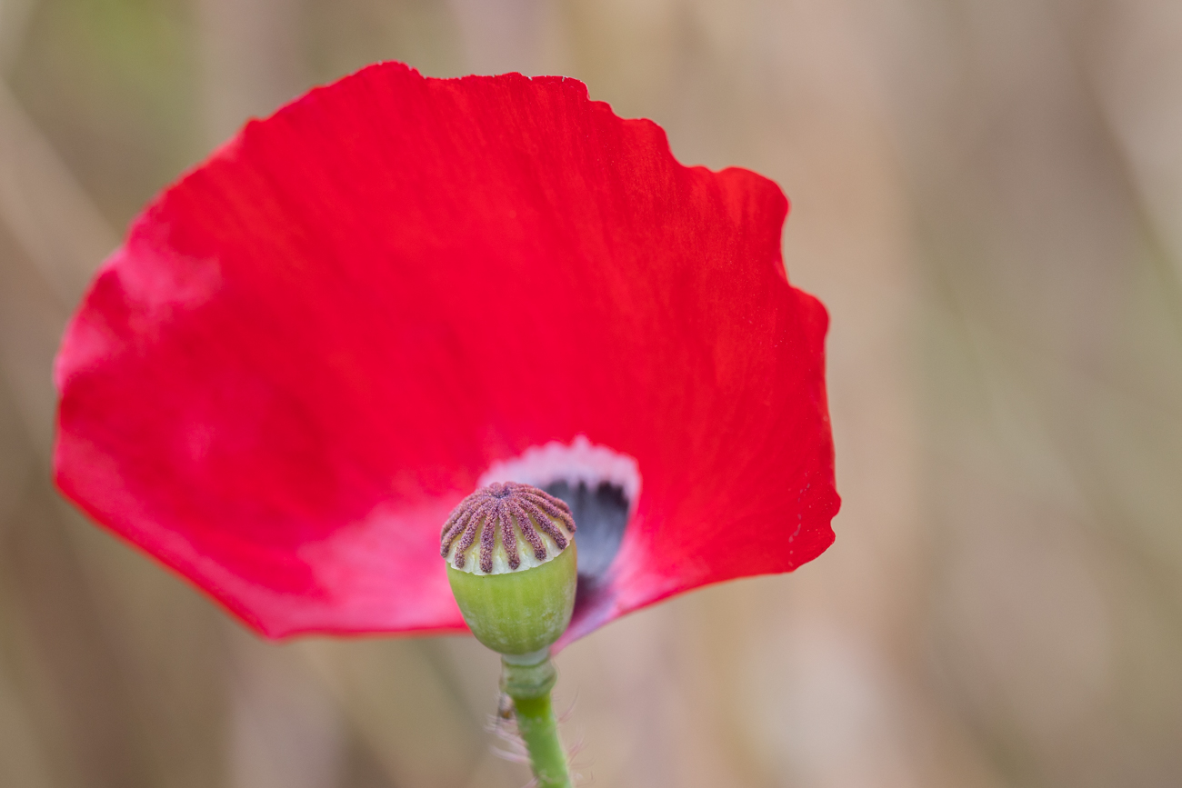 Klatschmohn mit Samenkapsel