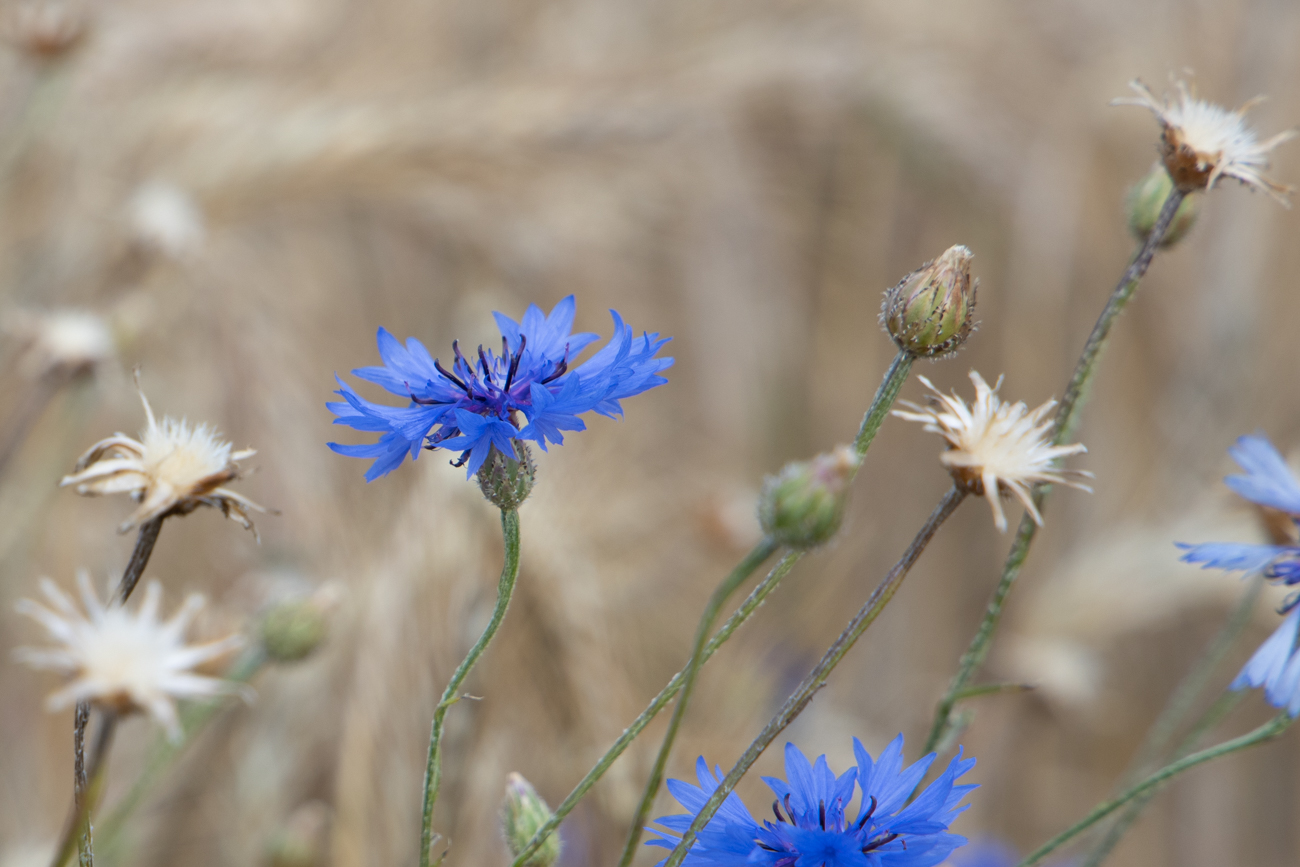 Kornblume [Cyanus segetum]