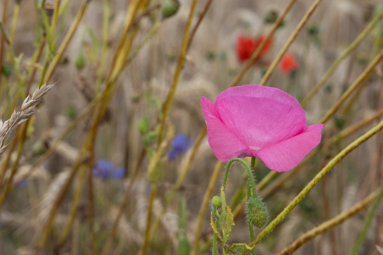 Edelwicke [Lathyrus odoratus]