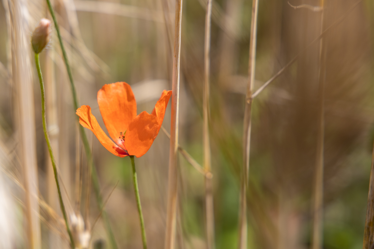 ... mit Mohnblume
