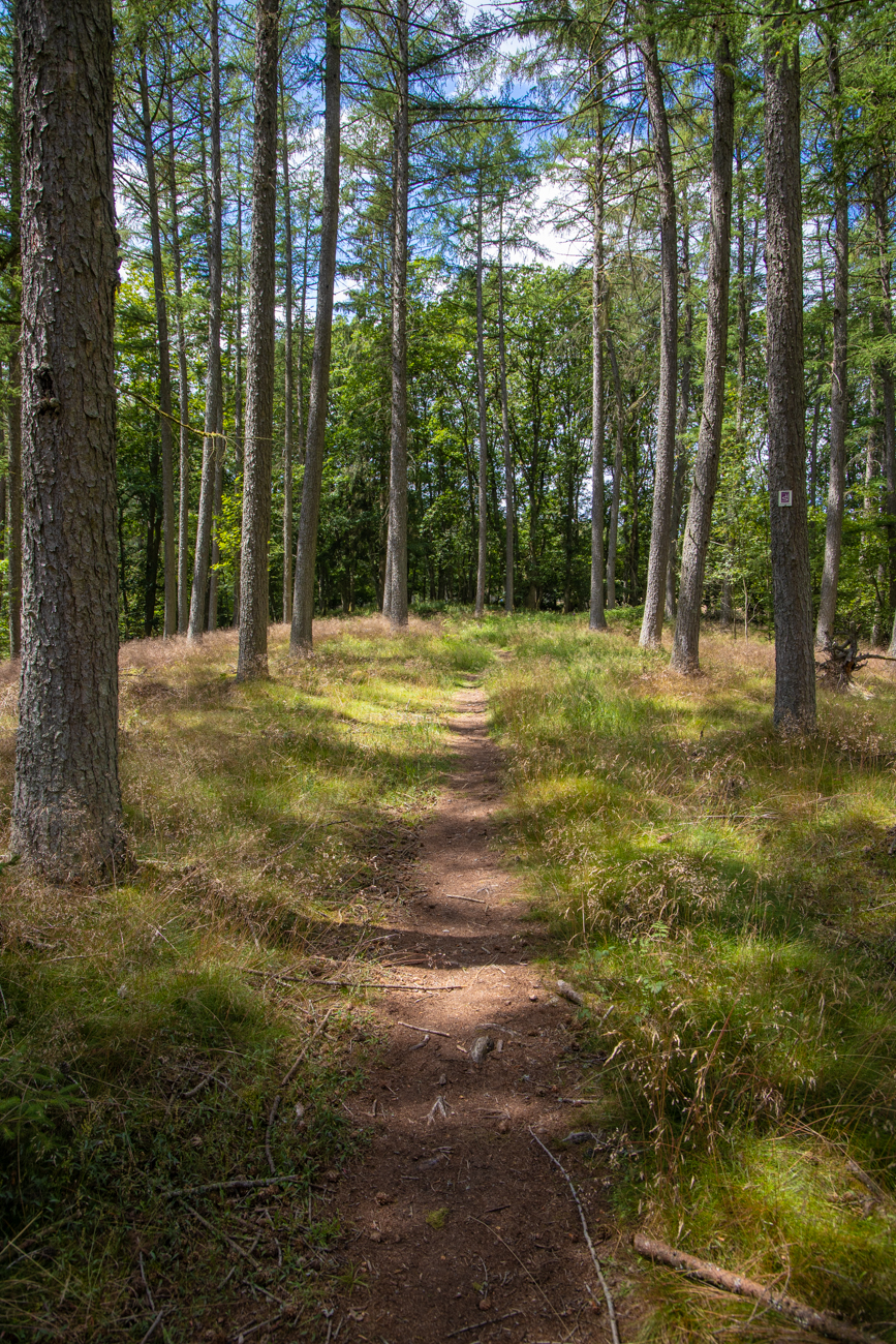 Waldweg
