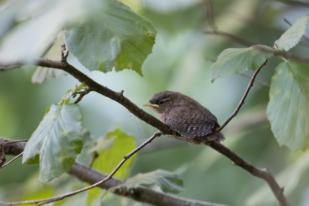 Jungvogel