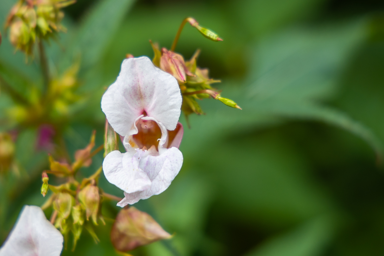 Drüsiges Springkraut [Impatiens glandulifera]
