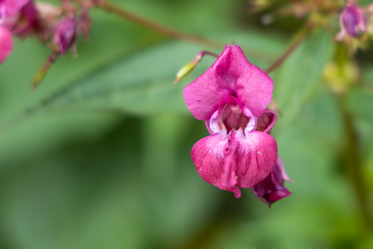 Drüsiges Springkraut [Impatiens glandulifera]