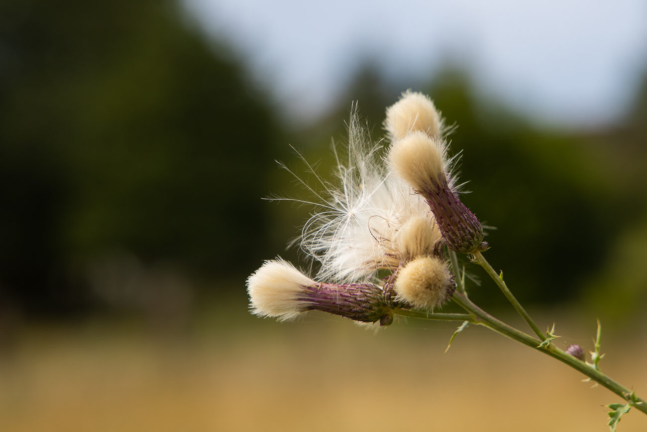 Acker-Kratzdistel [Cirsium arvense]